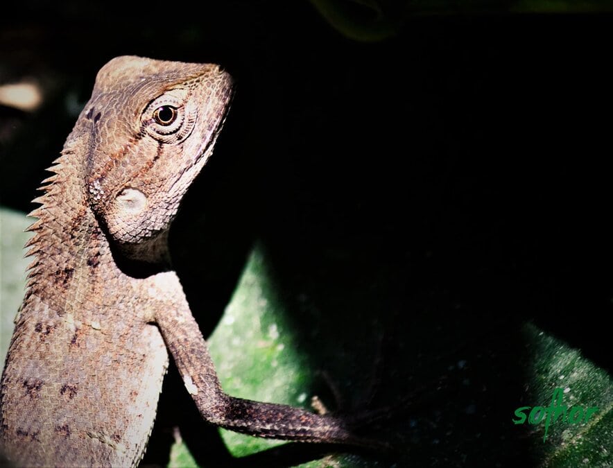 Hind aktrisasi Ayesha Taki bilan porno tomosha qiling